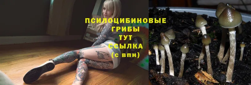 Галлюциногенные грибы MAGIC MUSHROOMS  наркошоп  мега зеркало  Сарапул 